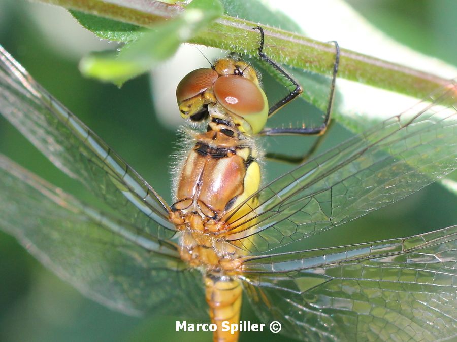 Sympetrum striolatum ... neosfarfallato
